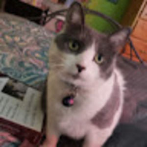 Meet your Posher, Elizabeth